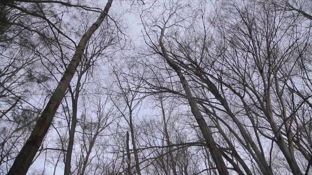 The Past is in the Present: At Home with Gunther Schuller