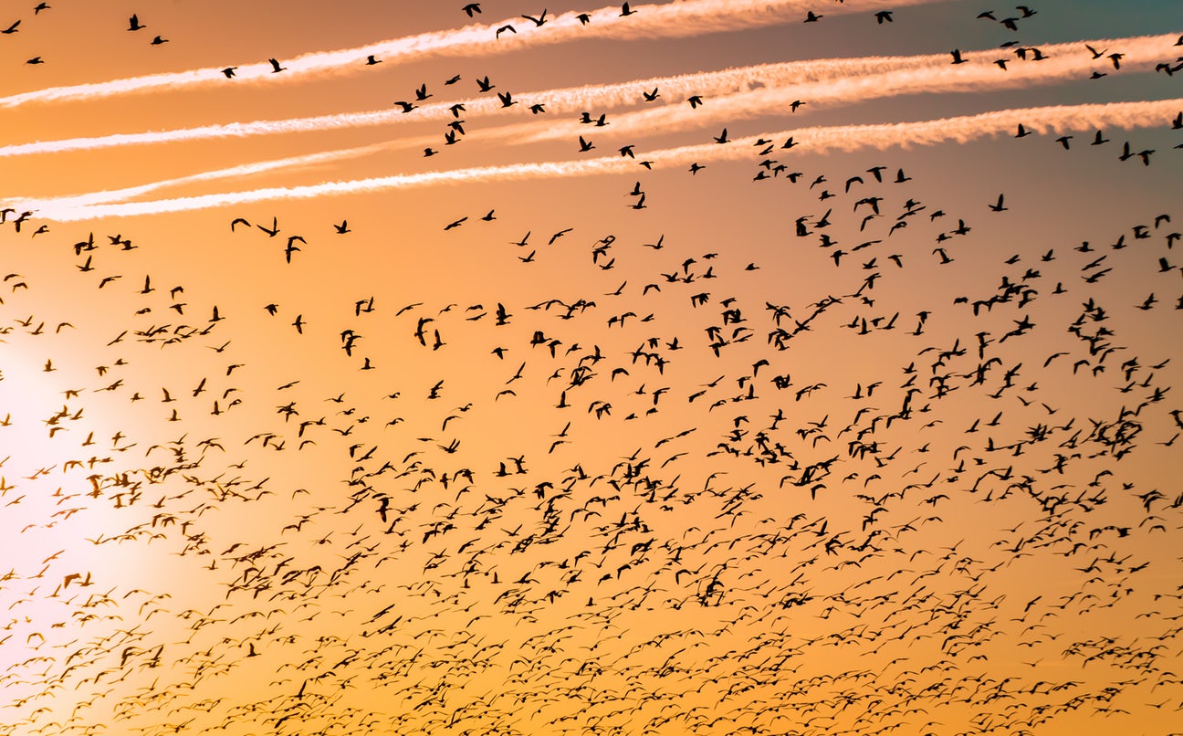 Feed the Birds