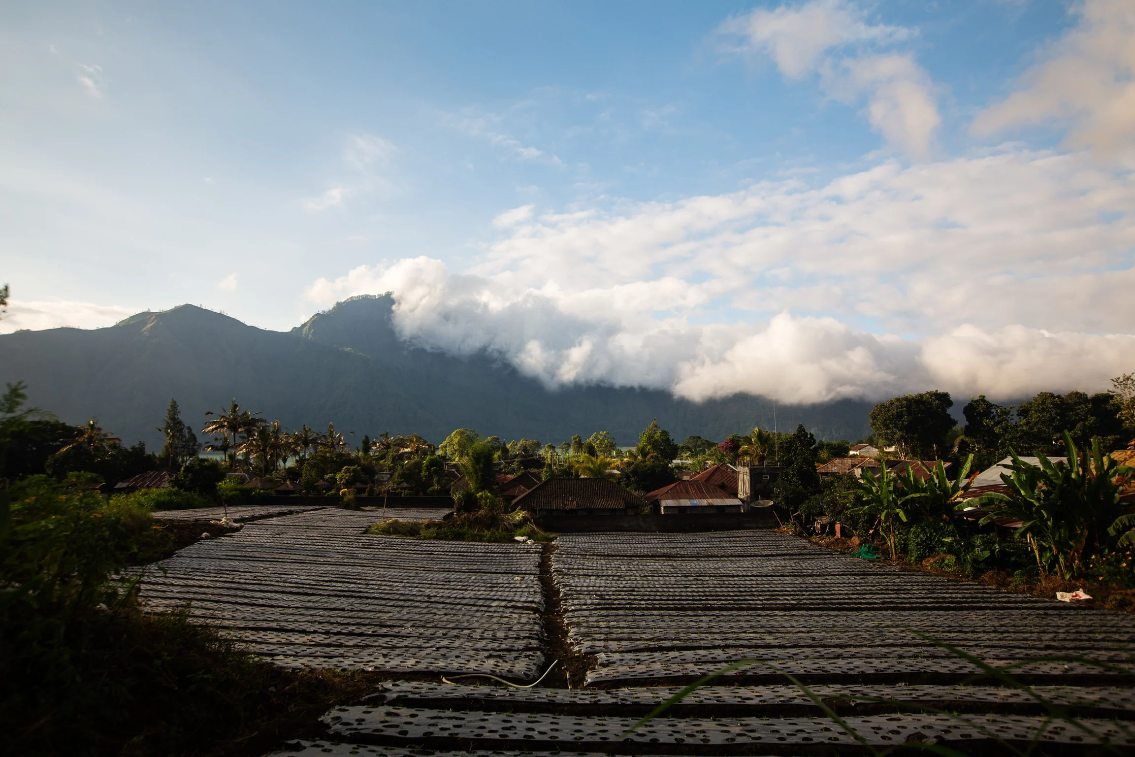 Bali Bali