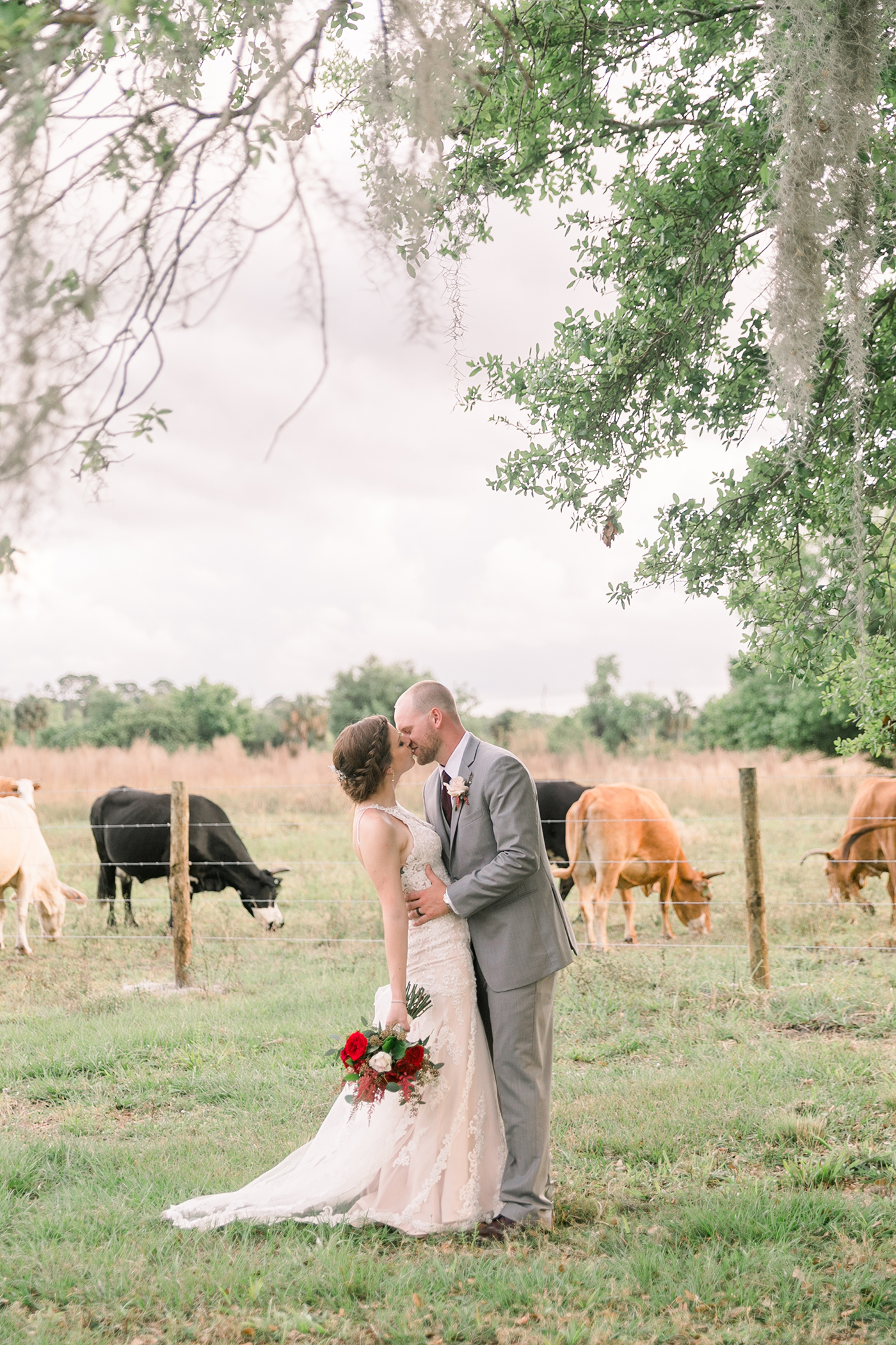 cows at bayshore ranch lori kelly photography.jpg