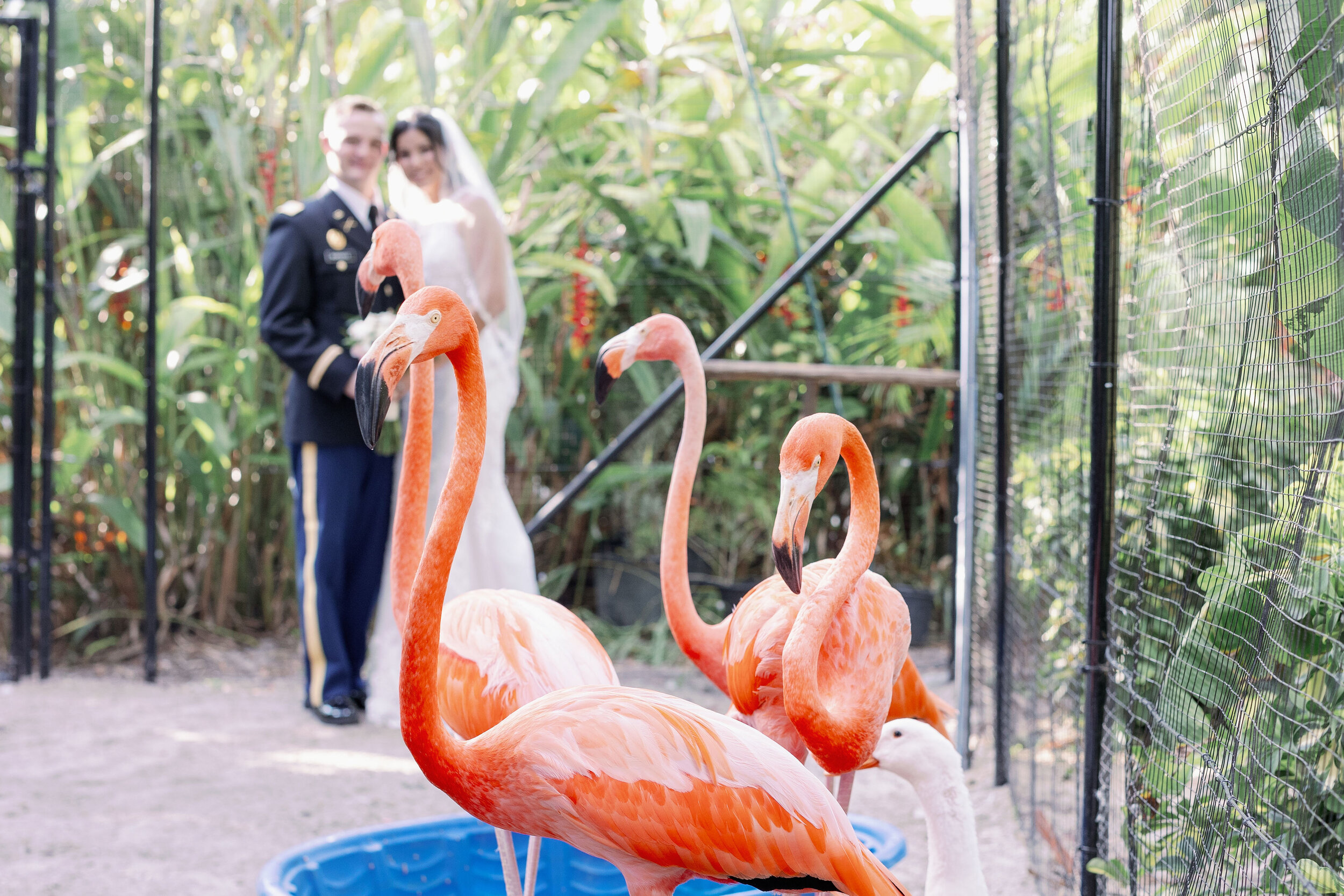 flamingo-wedding.jpg