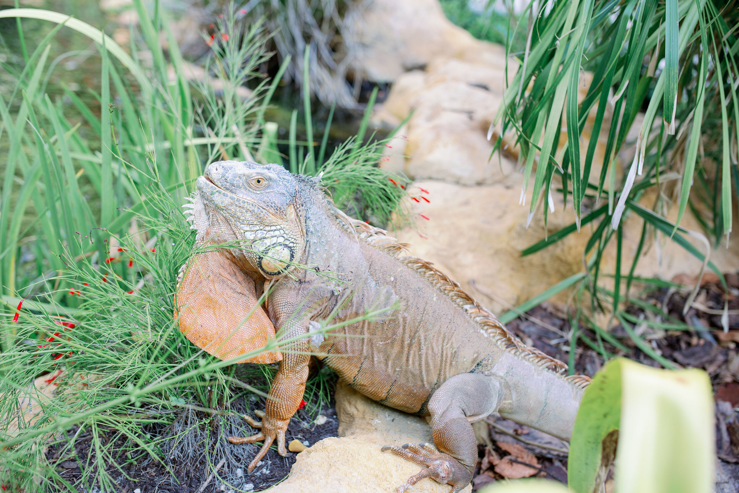 wonder-garden-iguana.jpg