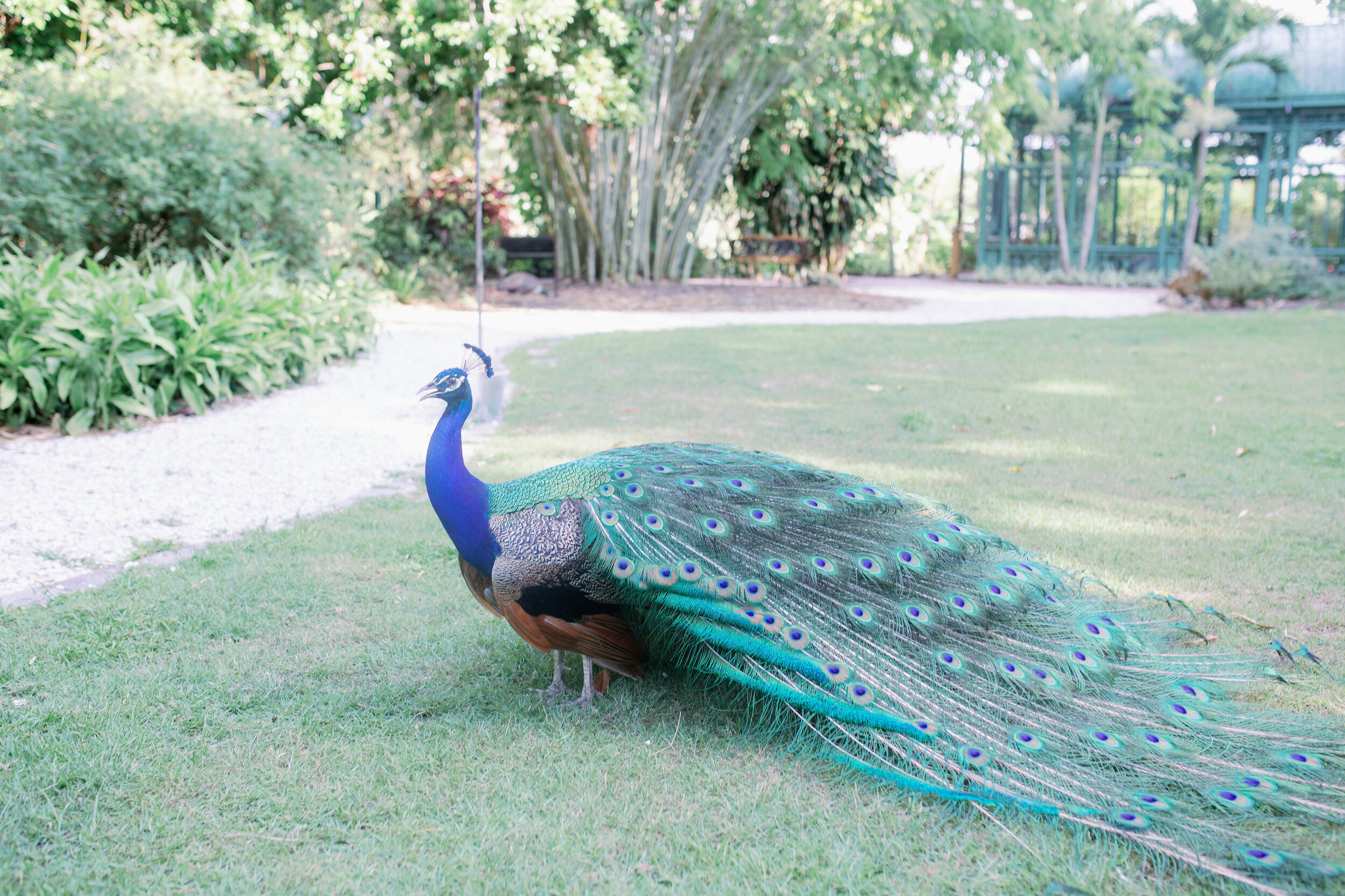 wonder-garden-peacock.jpg