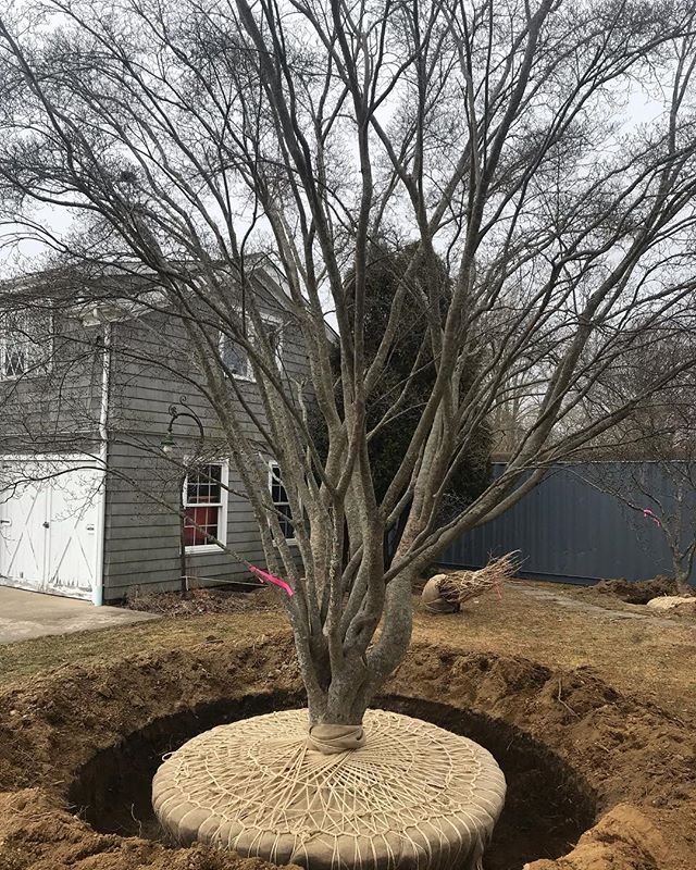 Perfect digging weather! A beautiful Dogwood dug and laced up to make way for new construction. Who else is ready for spring?!