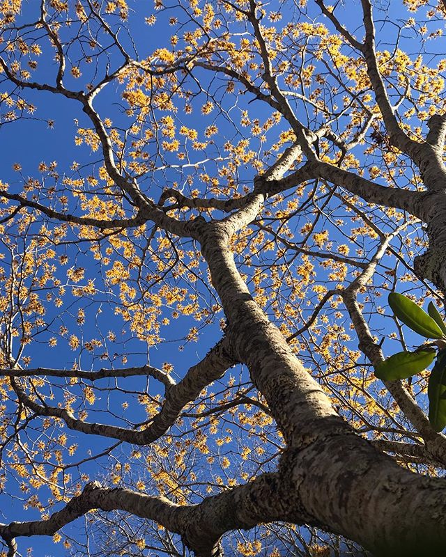 Blue skies and Hamamelis (Witch Hazel). Happy Spring equinox to all!