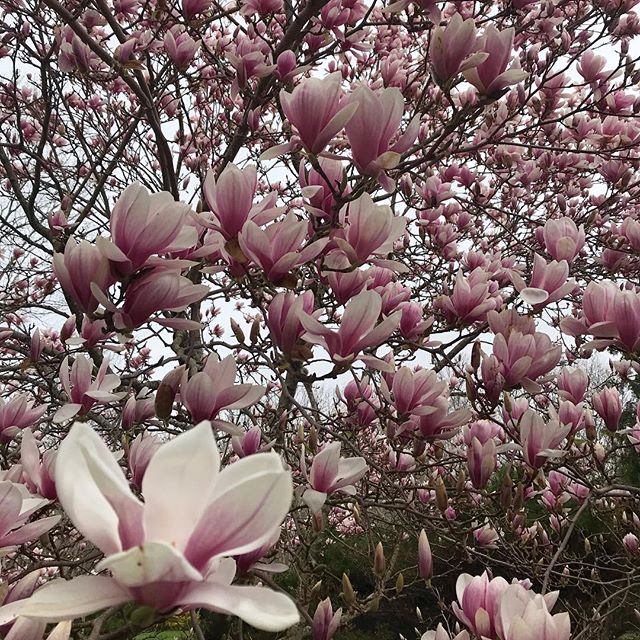 Magnolia season, Saucer (soulangeana) vs Star (stellata). Which is your favorite?