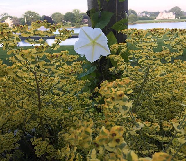 Morning Glory engulfed by Euphorbia