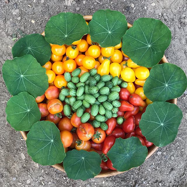 Some scenes from today&rsquo;s harvest from one of our organic vegetable gardens. Have a good weekend!