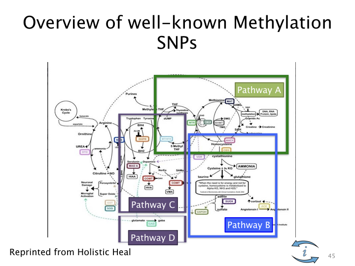 Introduction to Nutrigenomics.045.jpeg