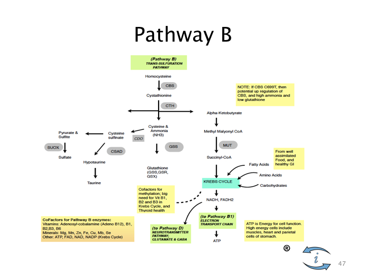 Introduction to Nutrigenomics.047.jpeg