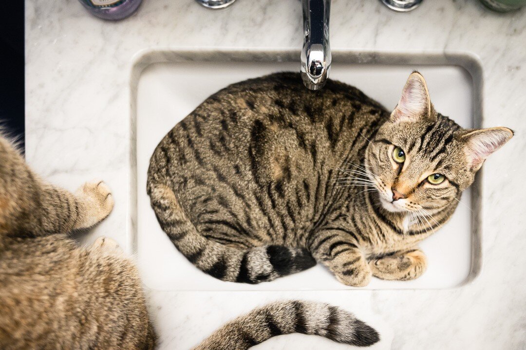 What, all cats sleep in the sink, right? 

&ldquo;To me, photography is an art of observation. It&rsquo;s about finding something interesting in an ordinary place&hellip;I&rsquo;ve found it has little to do with the things you see and everything to d