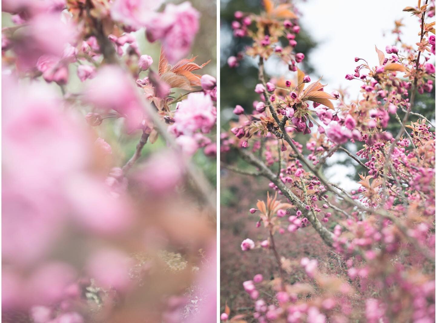 Forced myself outside in near freezing temperatures to capture these blossoms before they disappear. I might not regain feeling in my hands, but I think it was worth it. ⁠🥶🌸😂
⁠
There is no &ldquo;right&rdquo; way to make art. The only wrong is in 