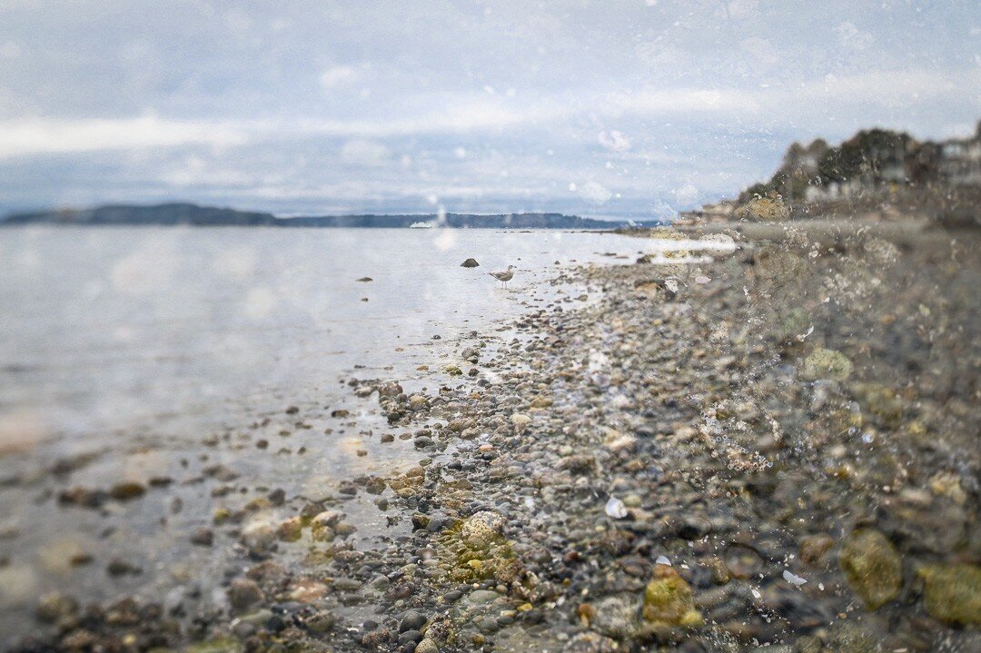 Back to the usual (cold and rainy) beach. Still beautiful, just different. If you squint, can you spot the seagull? 

We are a group of artists who are experimenting with creating double exposures, fusing, blending and bringing a little magic to our 