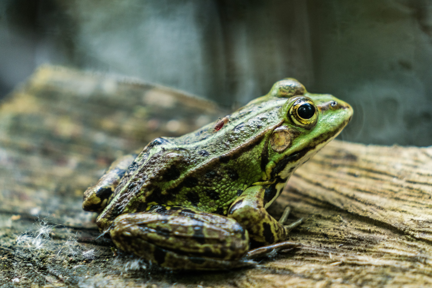 _DSC4204.jpg