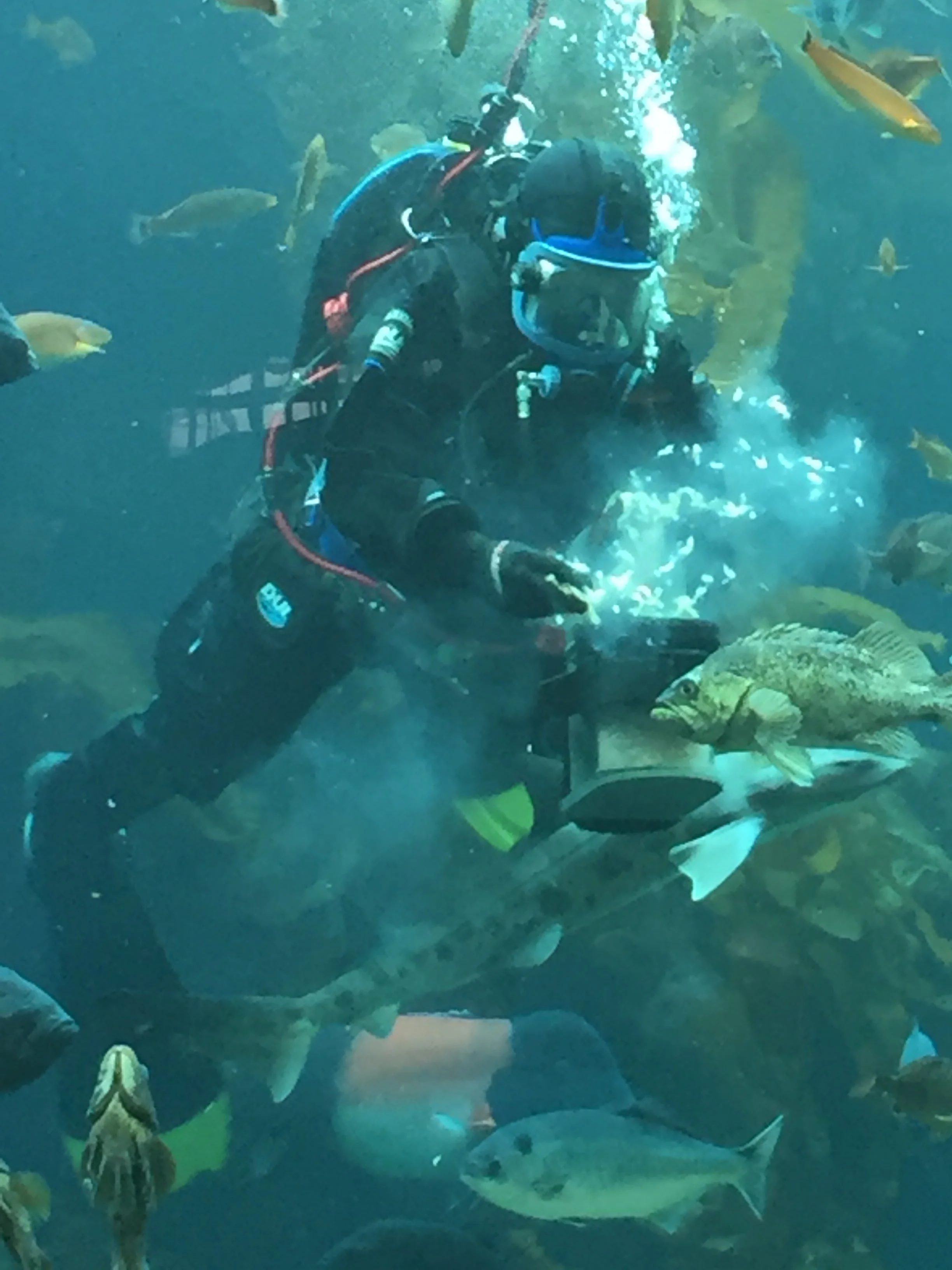 b.diver in kelp forest...jpm.JPG