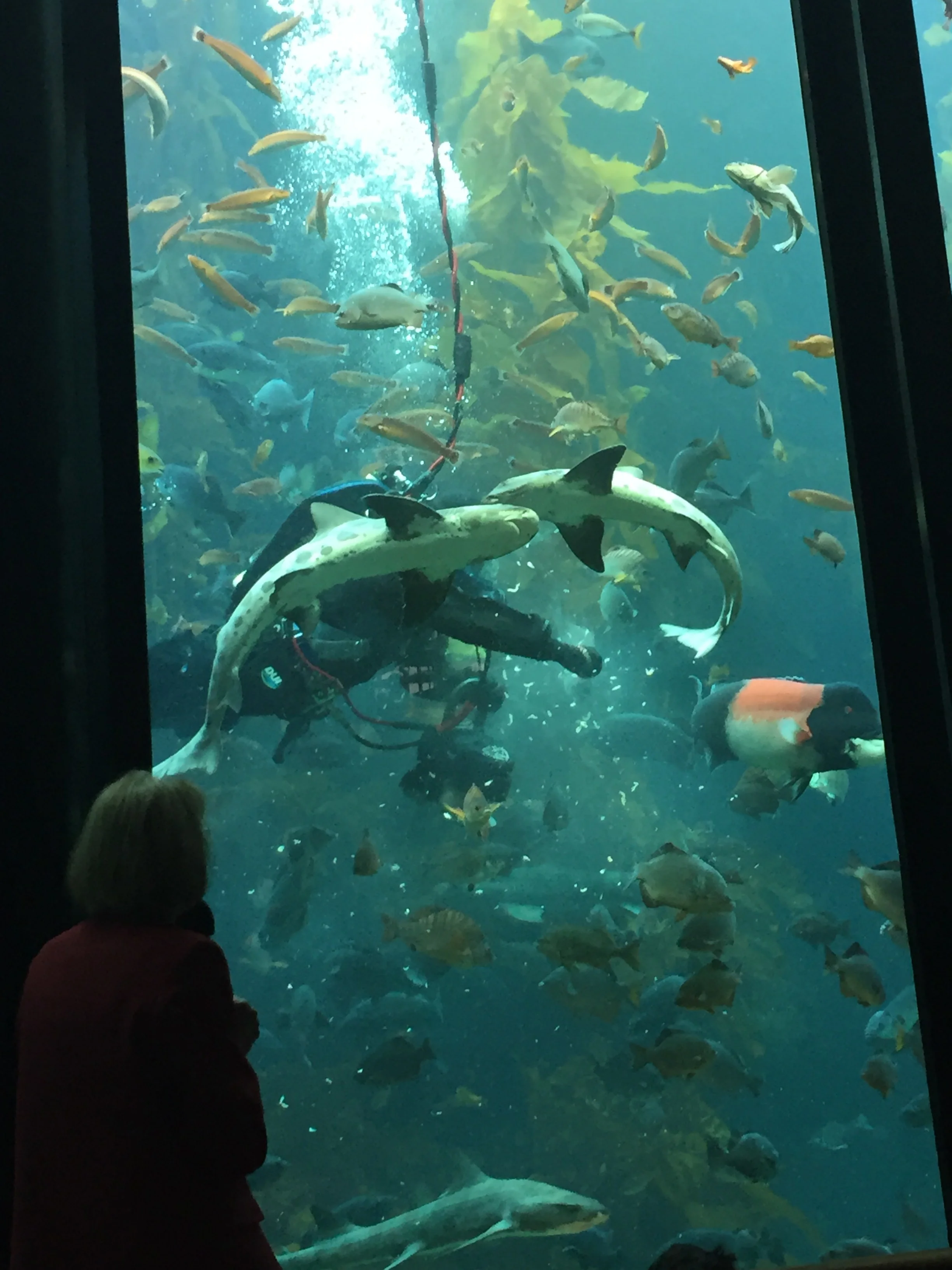 b.diver 2 sharks kelp forest...jpm.JPG