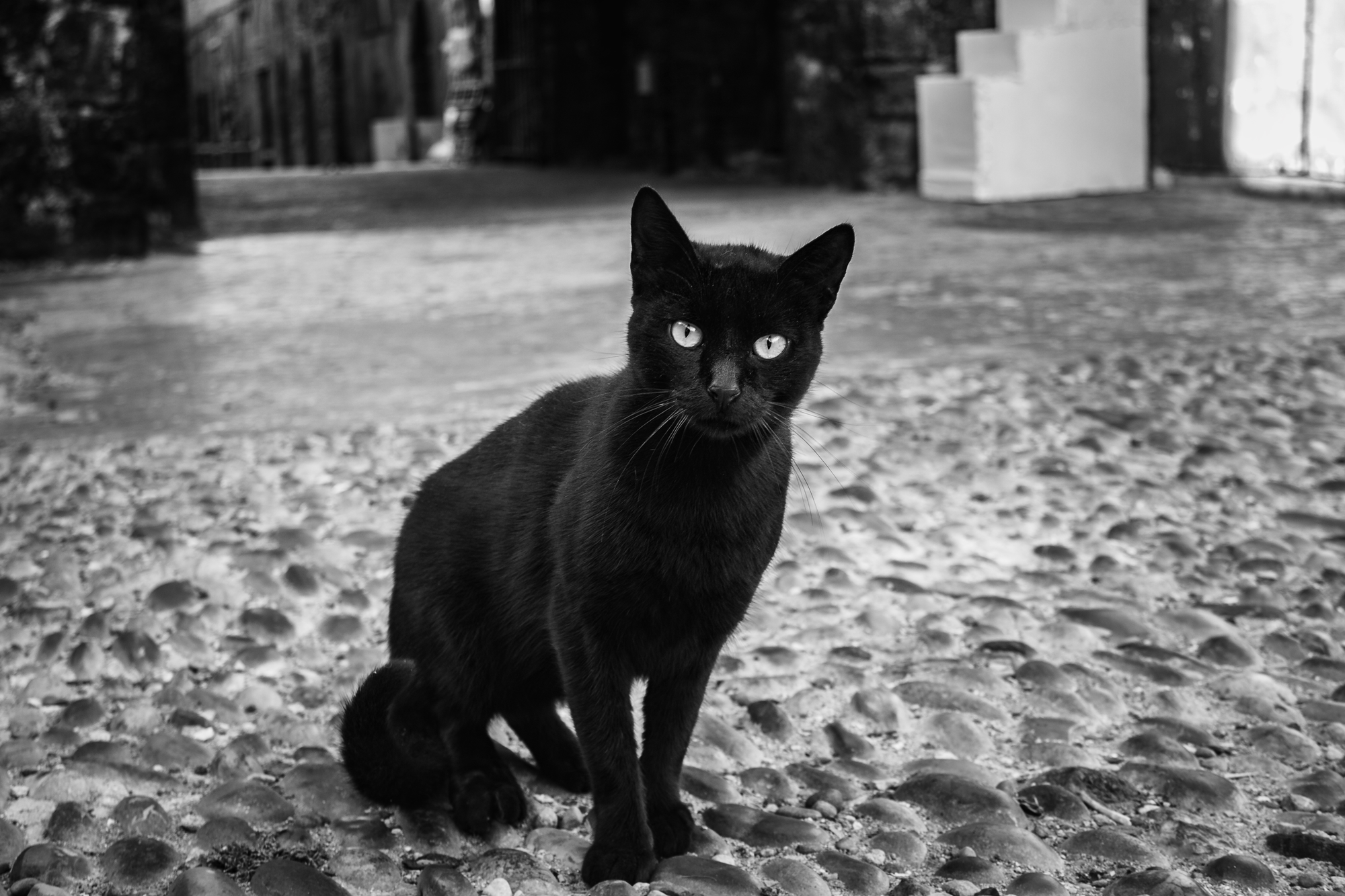 black-cat-pic.png