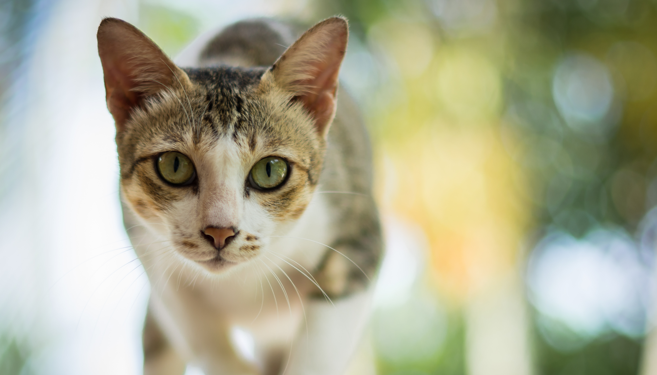 guesswhatanothercat.png