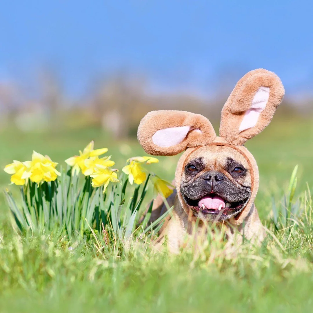 🐰🎬 Celebrate spring with paws and pupcorn! We&rsquo;re bringing the NY Cat Film Festival (April 5 &amp; 19) and NY Dog Film Festival (April 24 &amp; 26) to @the_picturehouse in Pelham, NY every Sunday in April&mdash;with a portion of proceeds benef