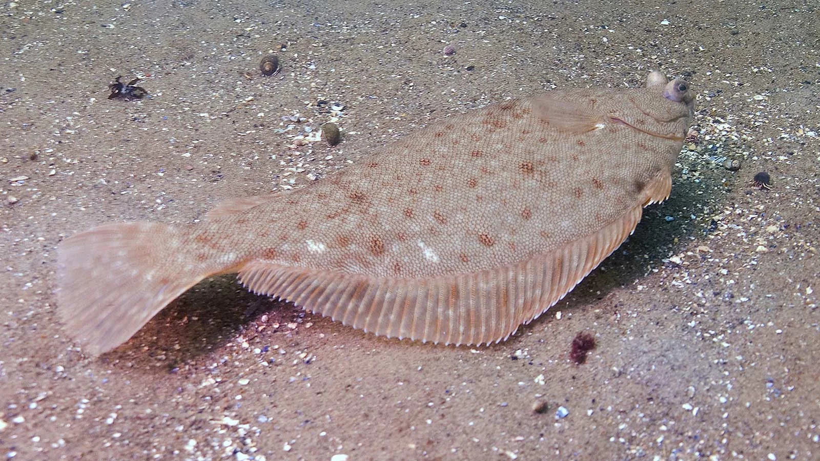 Image: American Museum of Natural History - a Flounder blending into its environment