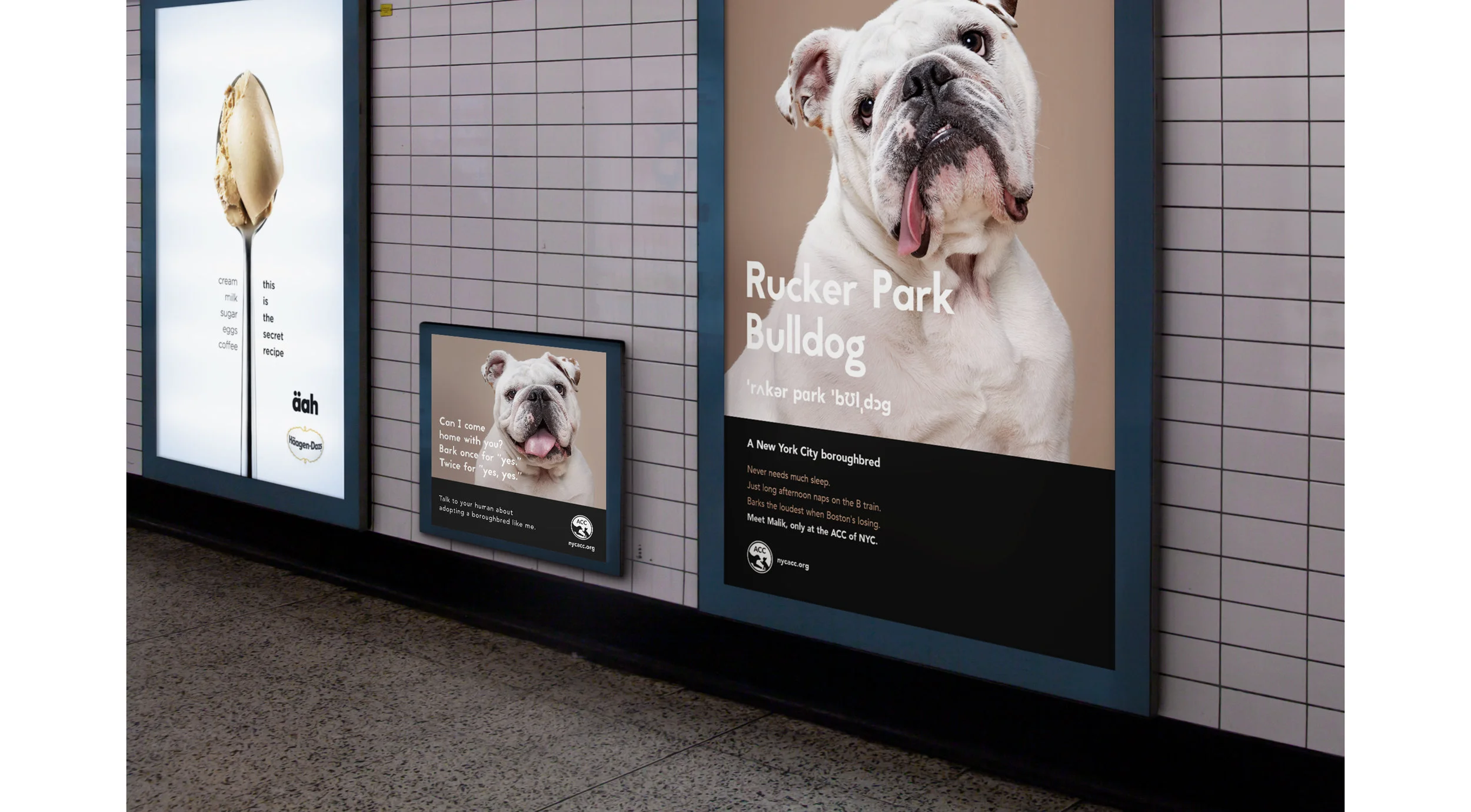 The creative direction positions the brand as a thoughtful force for good with the photography and copy crafting stories about truly unique animals.