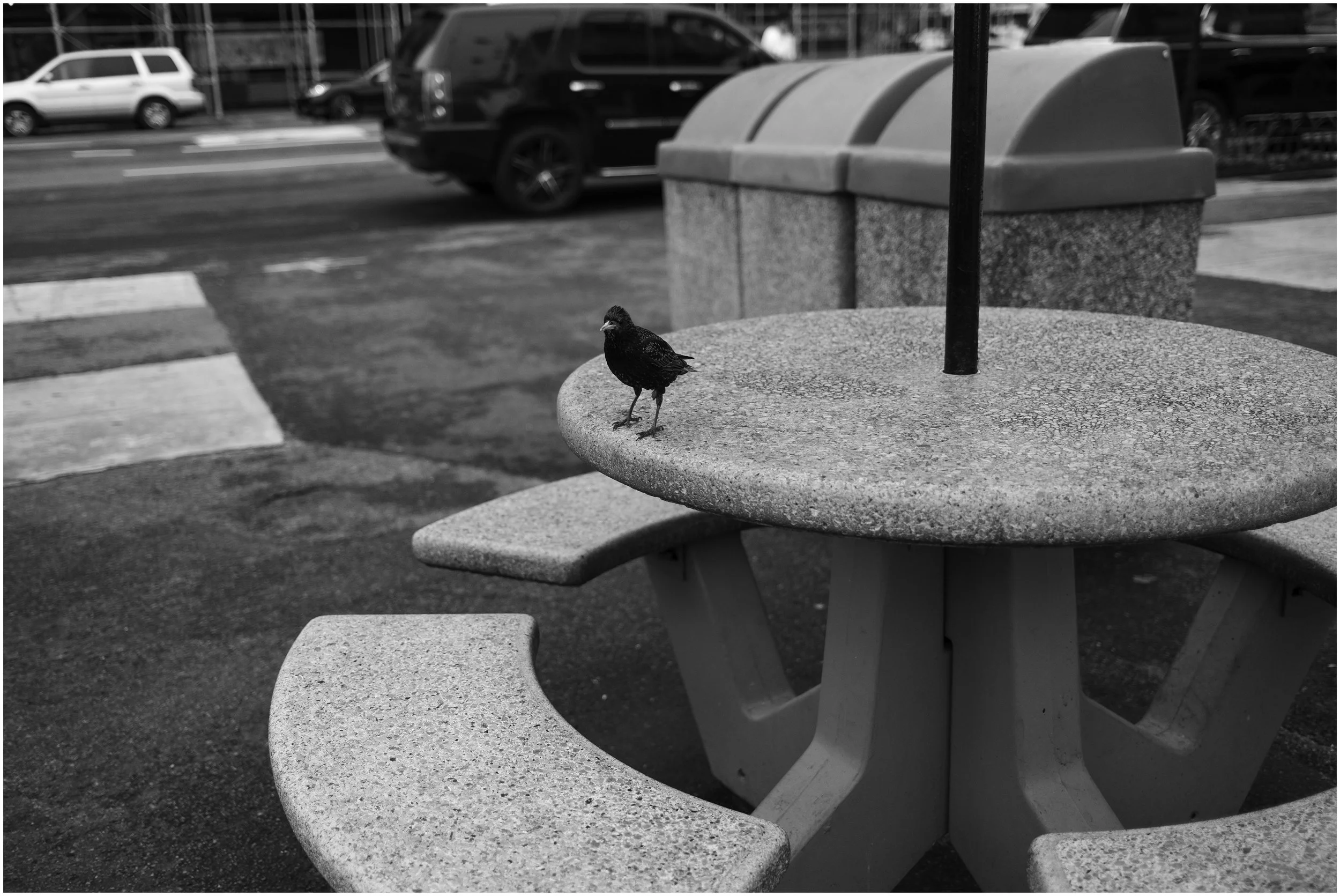 Coney.jpg