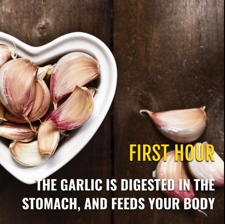 garlic 2.jpg