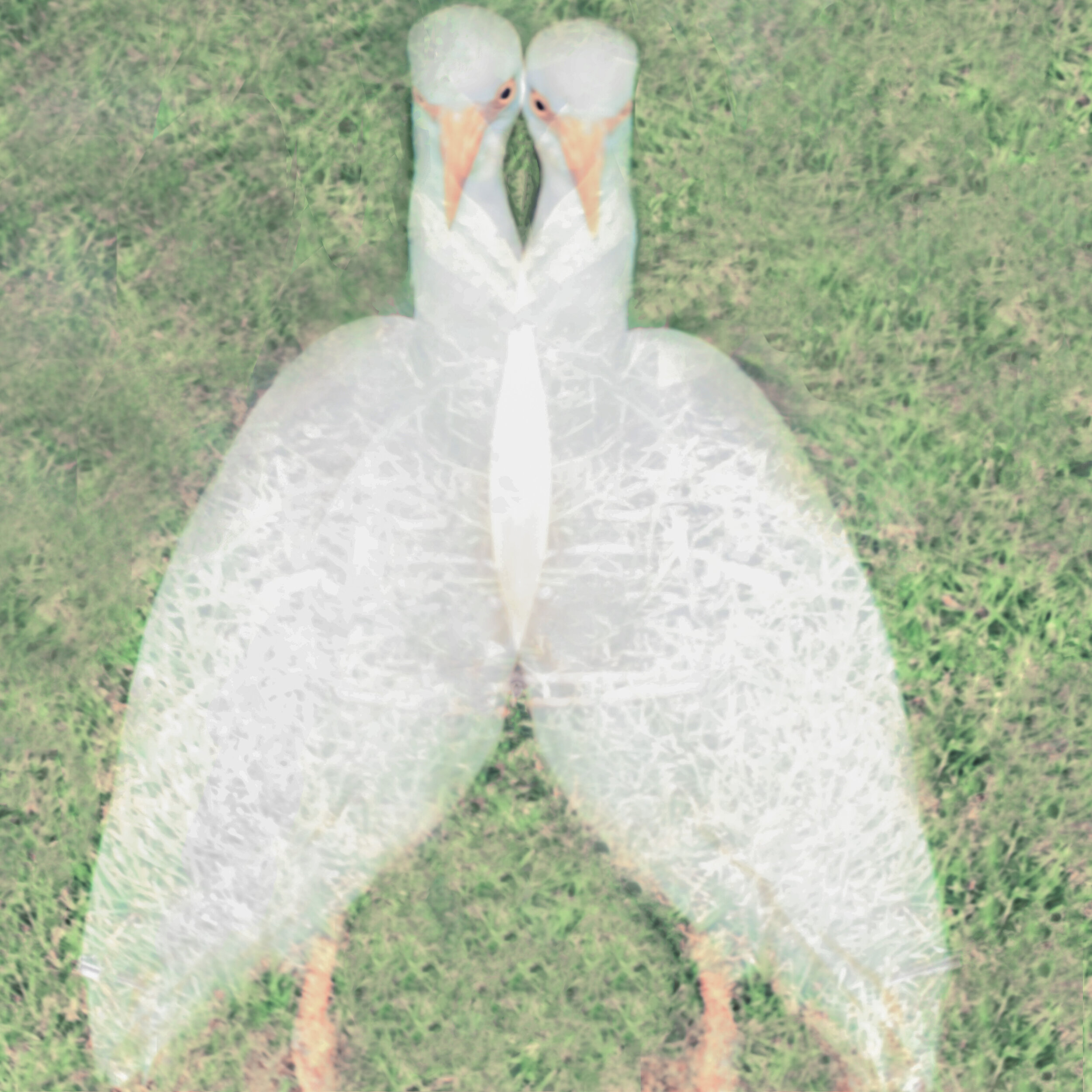 Adler bird 6c.jpg