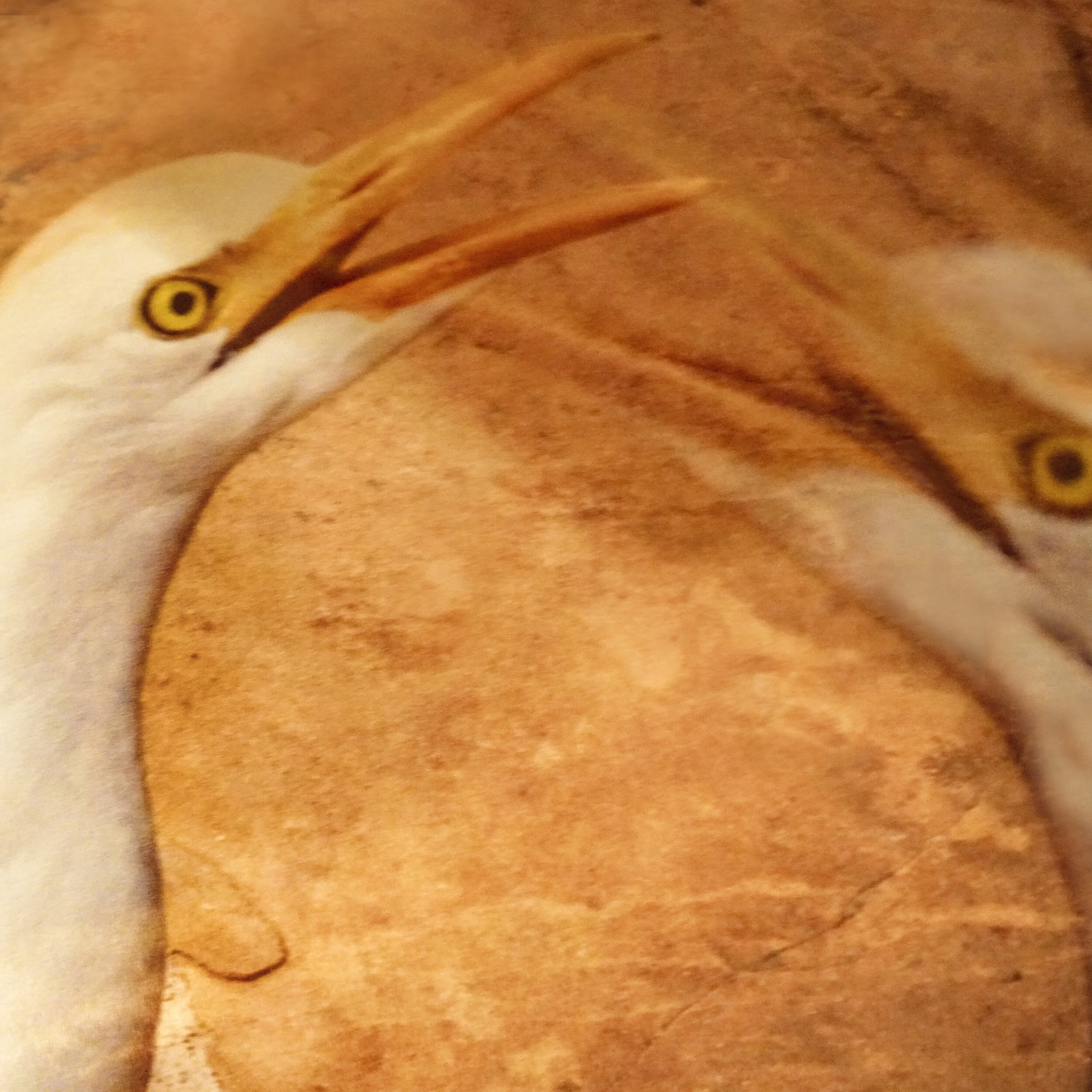 Adler bird.jpg