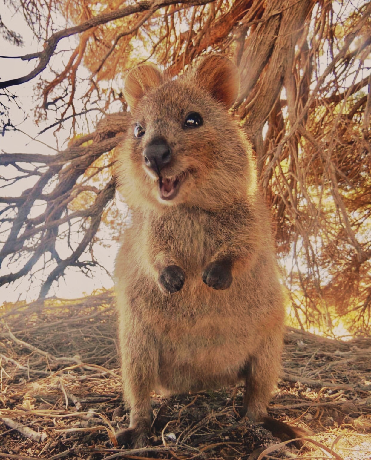 Quokka%2B2.jpg