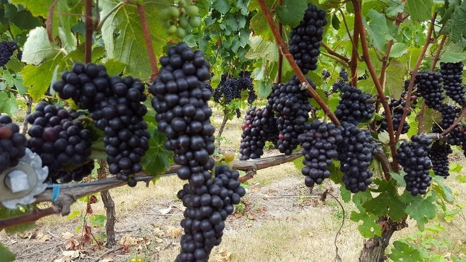 2016+Harvest+2.jpg