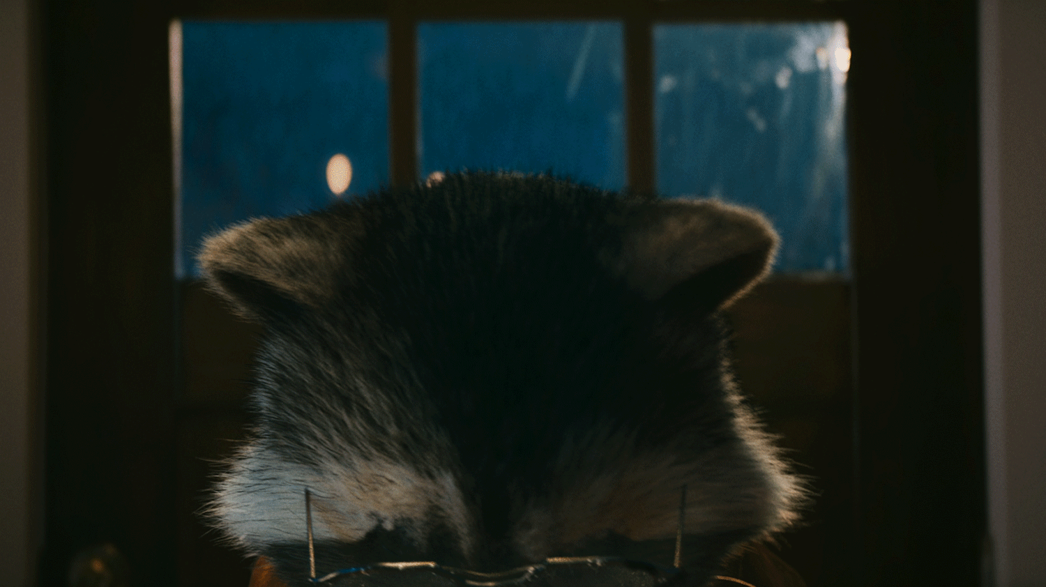 vizio-raccoons-launch.gif
