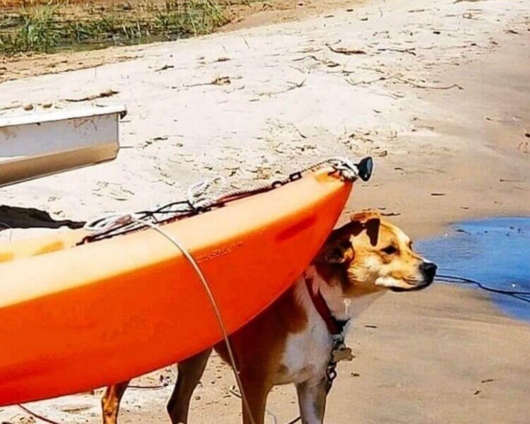Dog-friendly beaches in Saugatuck MI