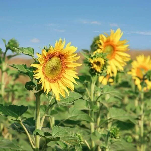 Sunflower Fields in Michigan 2022 MAP 14 Awesome Spots to get Your