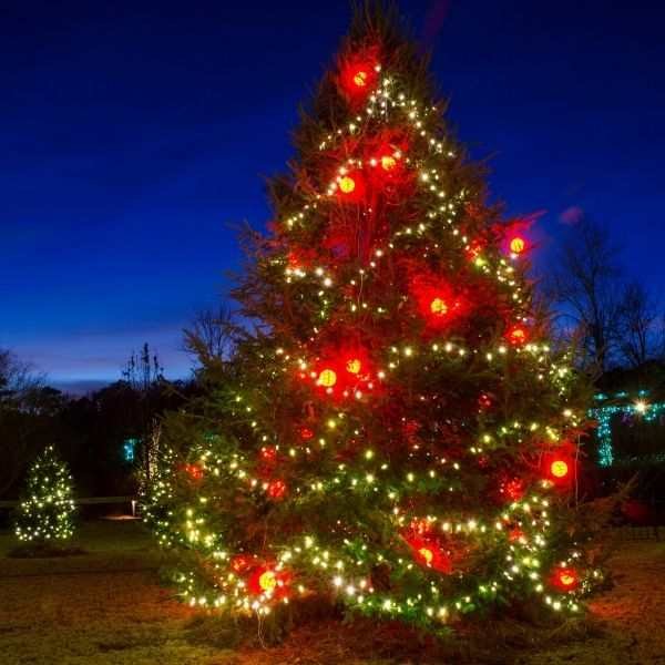 See 24 Fun Festive Michigan Tree Lightings 2021 Map Mymichiganbeach Com