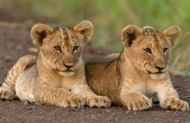 Day 10 : Kruger National Park