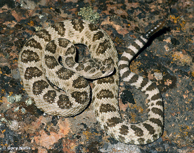 Great Basin Rattlesnake Range