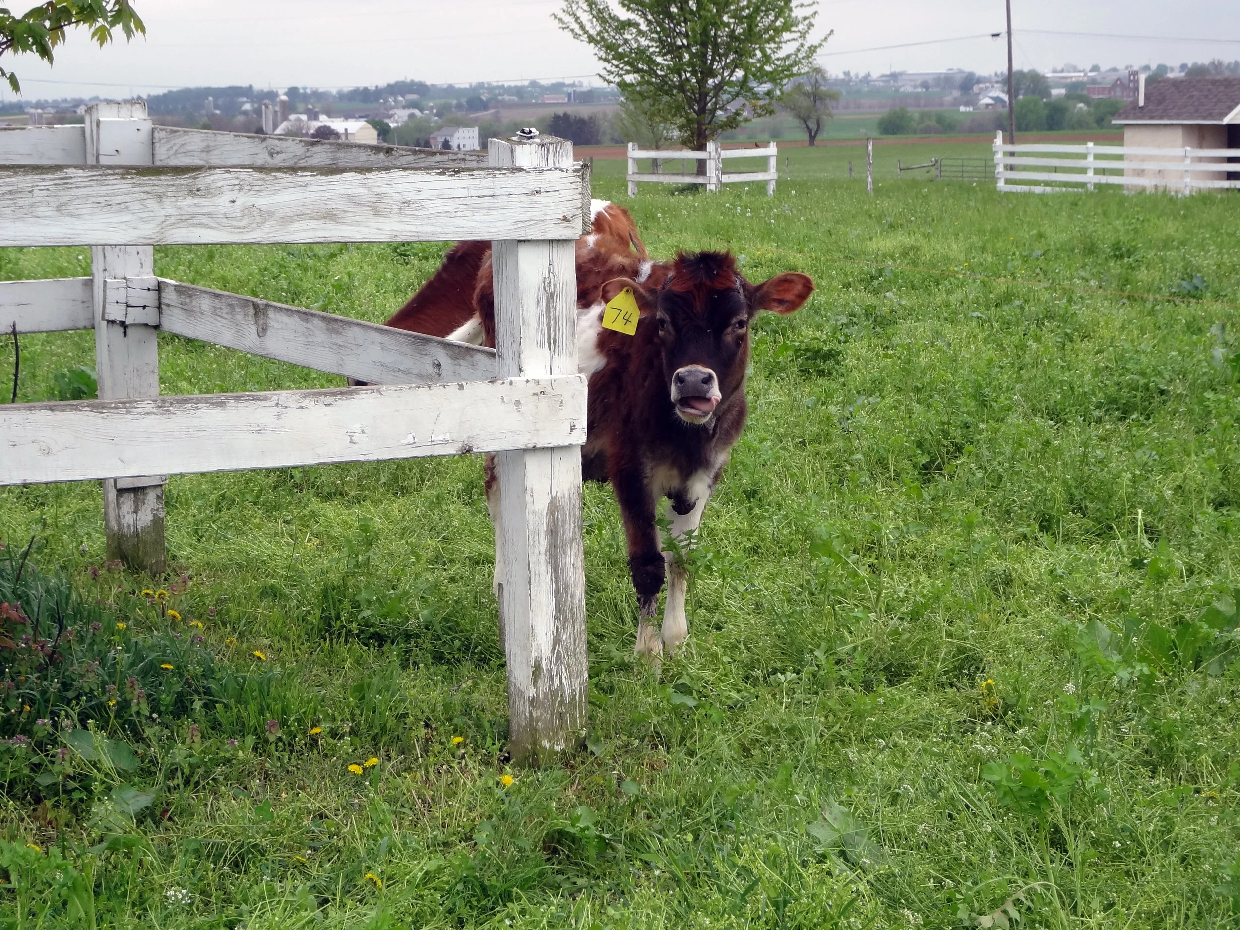 LgCalfPastureH01DSC03526.jpg