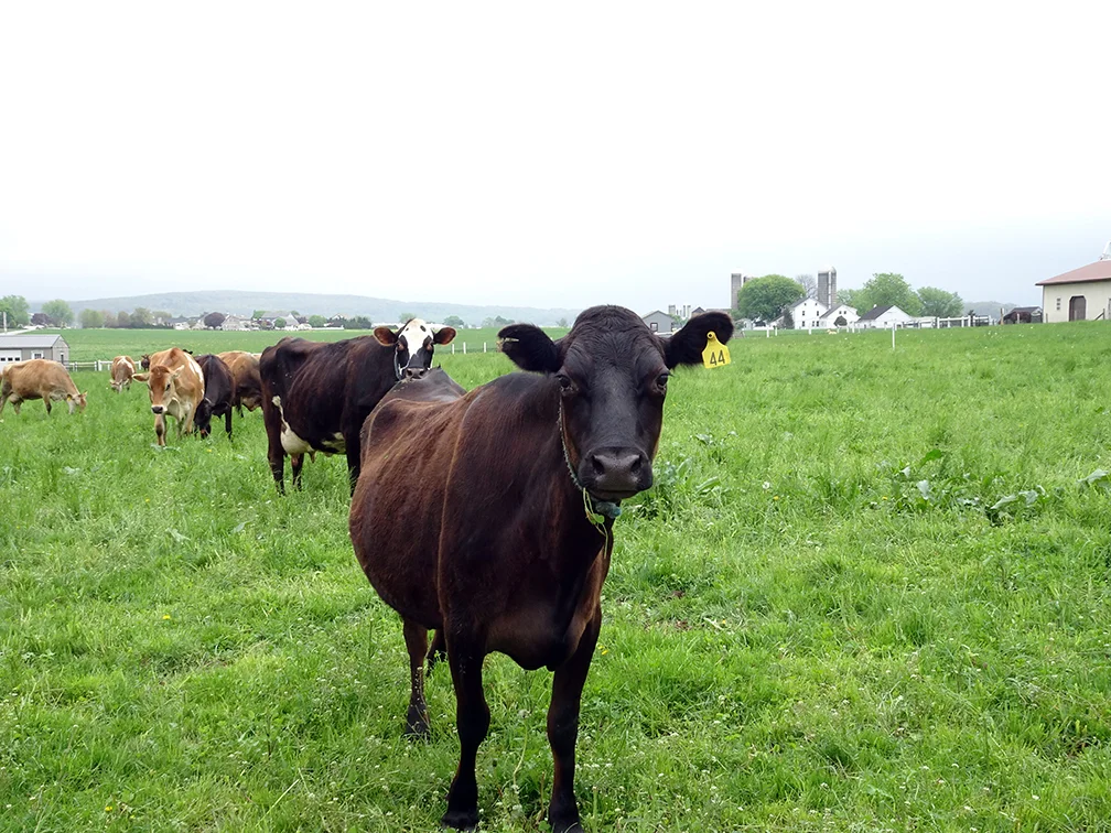 SmBlackCowPastureDSC00404.jpg