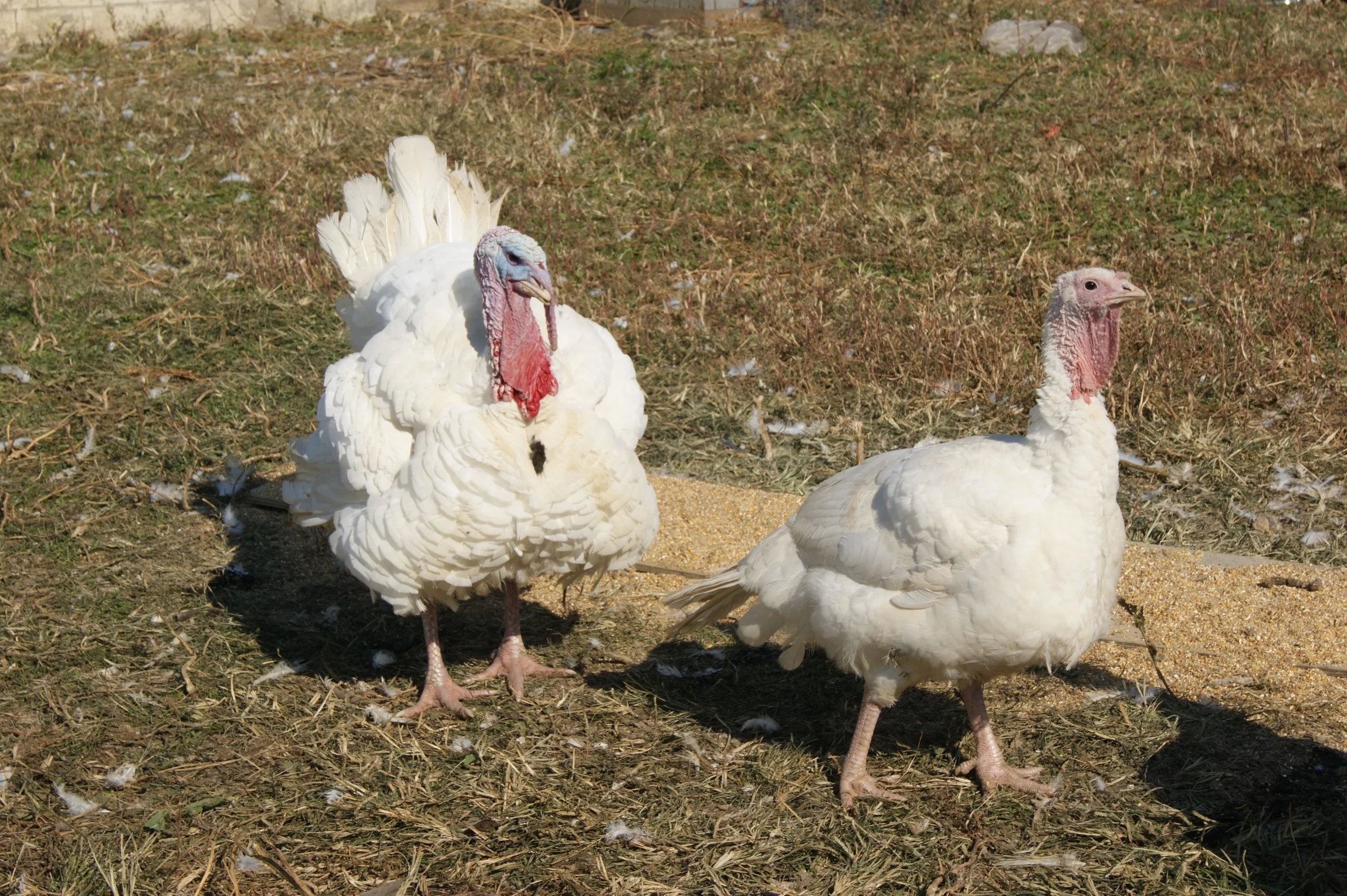 pasture-raised-thanksgiving-turkeys.jpg