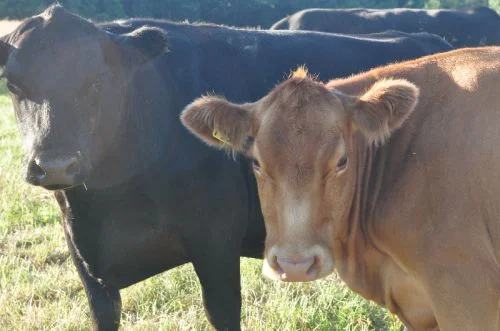 free-range-grass-fed-beef-cows.jpg