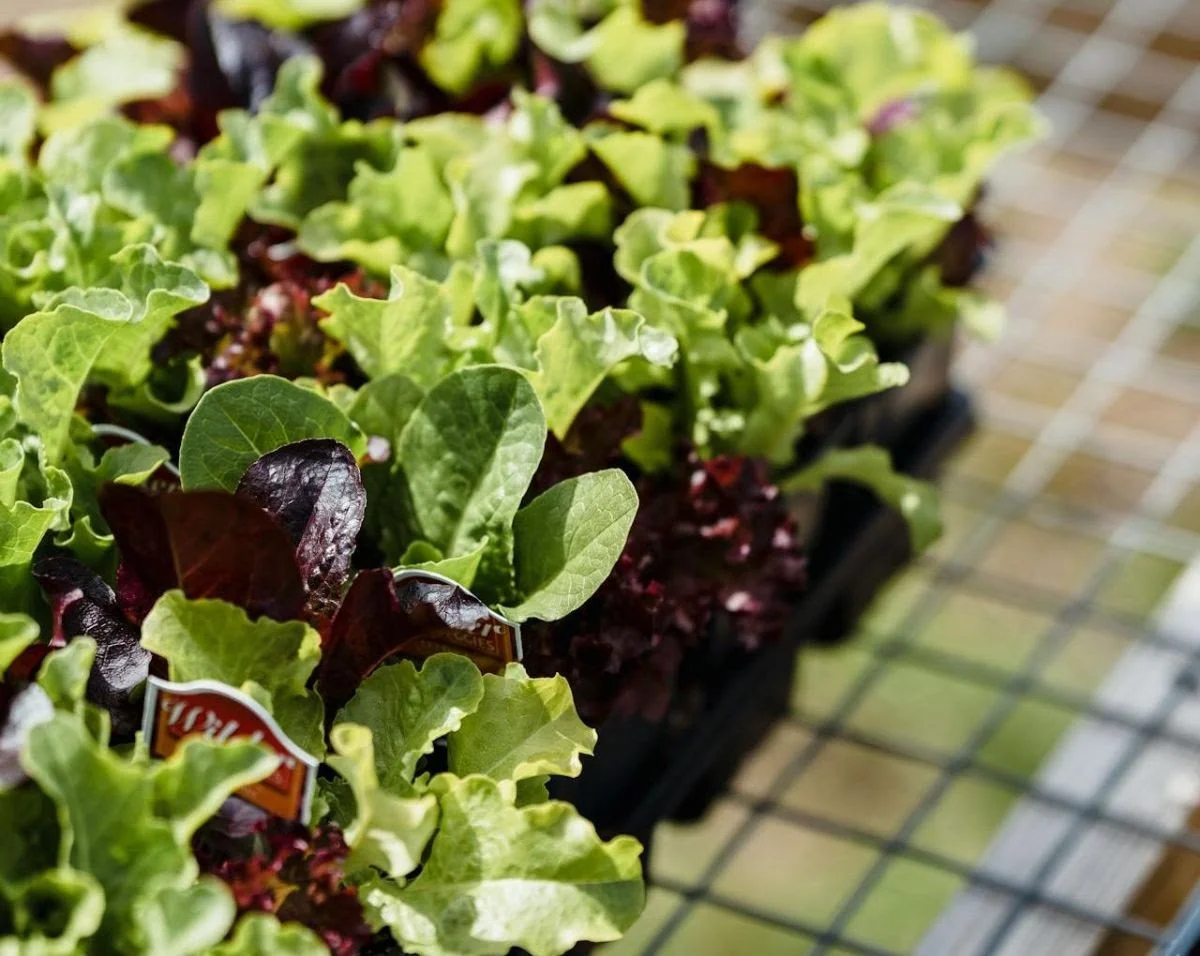 Fresh Leafy Greens: A Nutritional Power Punch