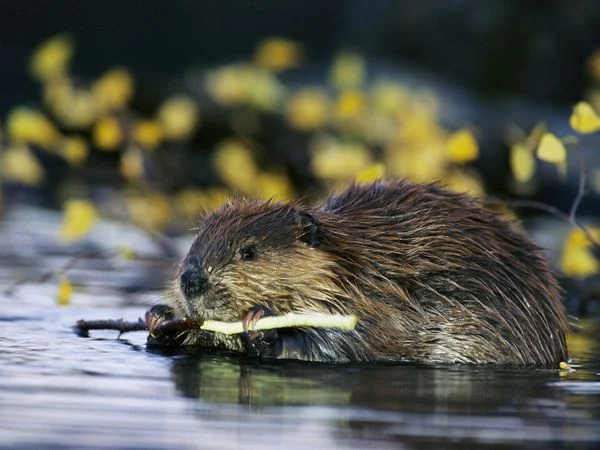 beaver.jpg