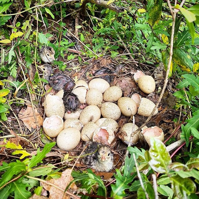 We&rsquo;re not sure if &ldquo;Feathered Friend Fridays&rdquo; is a thing but if it&rsquo;s not maybe it should be? These packed in &ldquo;poults&rdquo; were discovered by a Patriot crew while performing targeted invasive plant management. The crew w