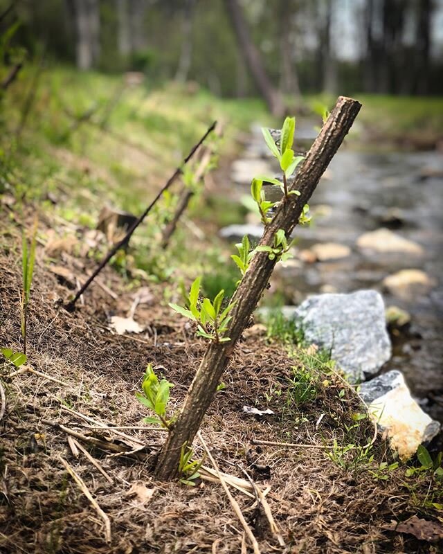 It took a little while but it&rsquo;s seems that spring has sprung 🌸 A live stake begins to bud as it emerges from winter dormancy on the bank of a recently restored stream. A mix of native species including black willow &amp; silky dogwood were ins