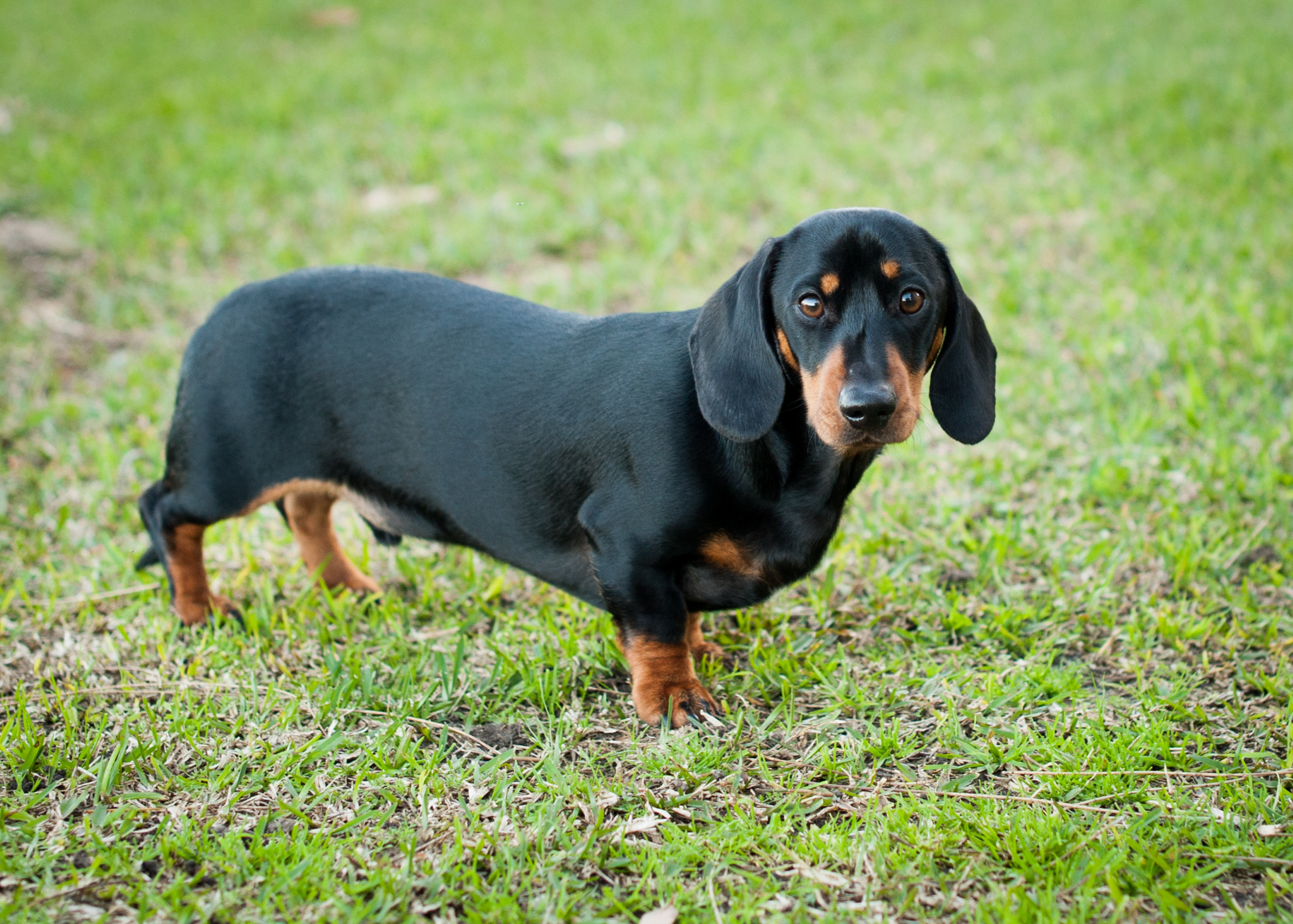 Sizzle the sausage dog