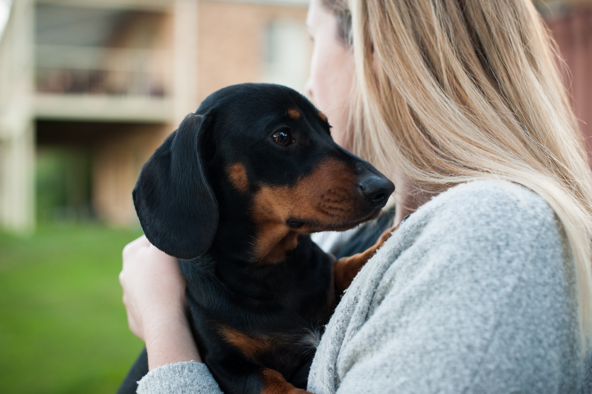 Sausage dog photo