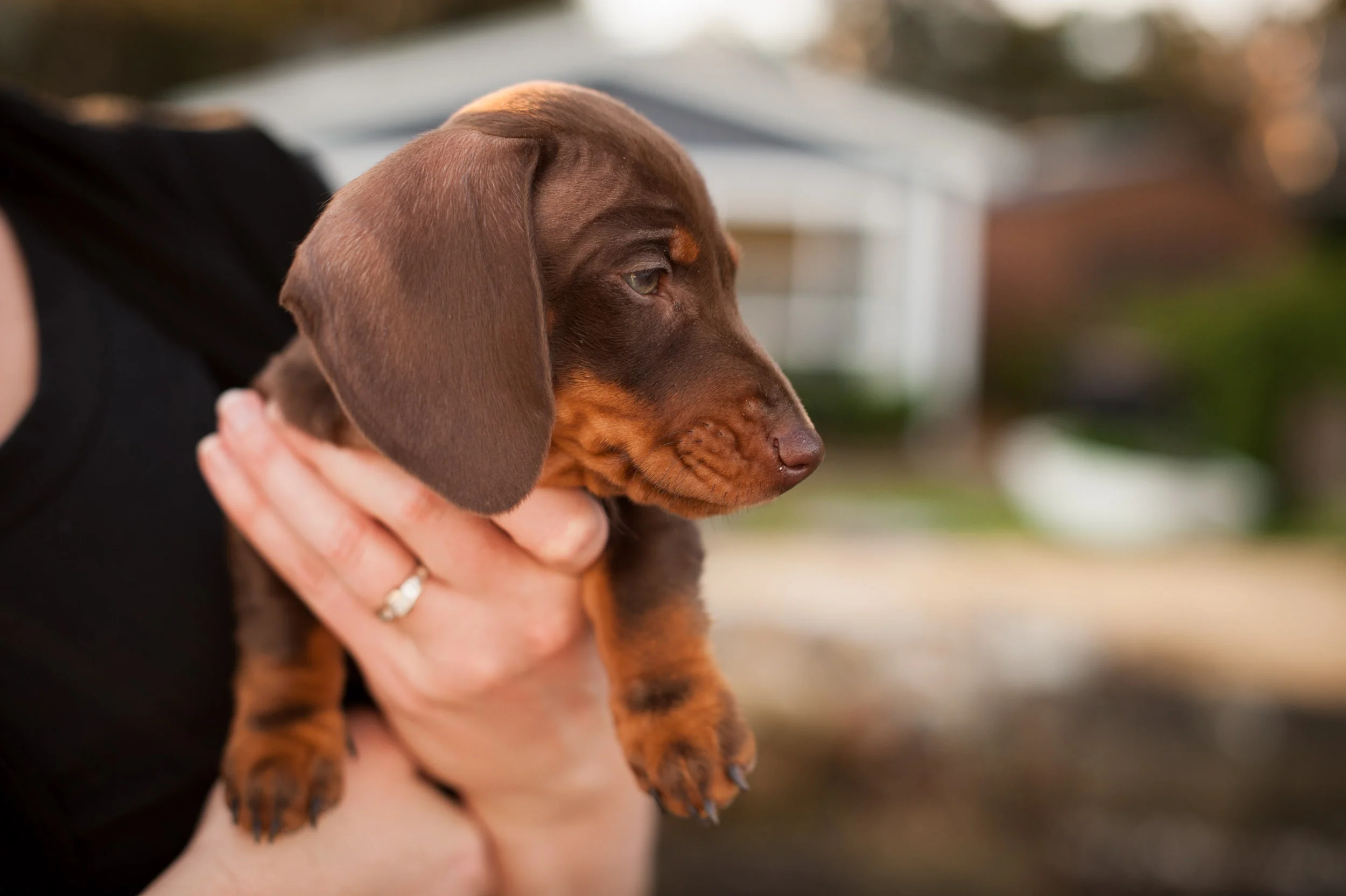 Sausage dog puppy