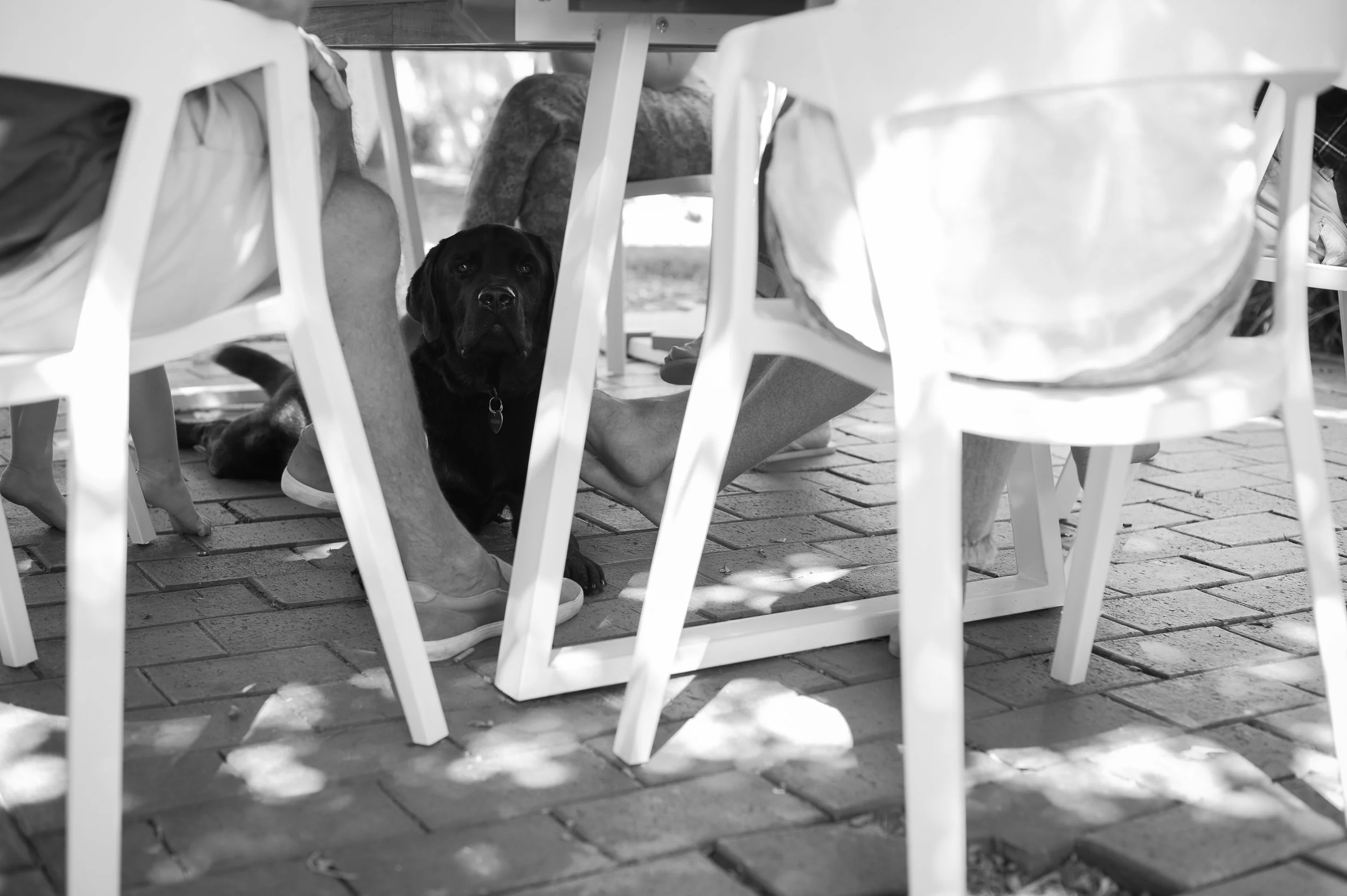 Puppy dog hiding under the table pet photography central coast nsw