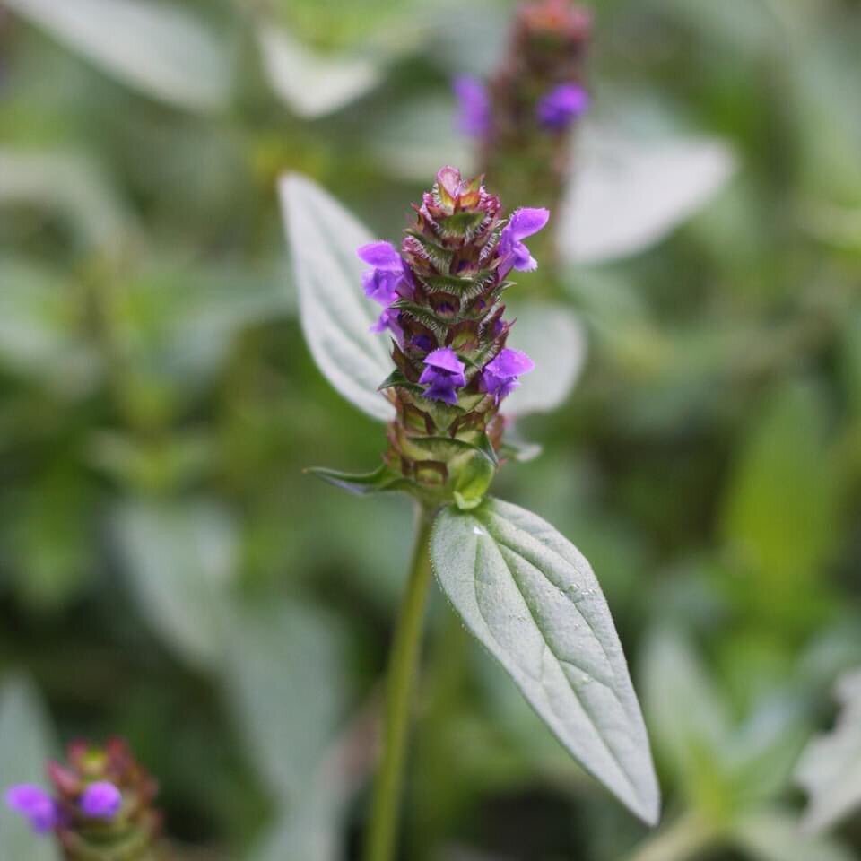 Self - heal.
This little plant is so abundant in my garden right now and I am so grateful. The medicine it brings is truly magic. 
She has one of the highest anti-oxidant levels of any plant so far tested. She opens doorways of perception, so that th